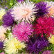 Aster 'Nova Mix' Seeds