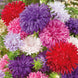 Aster 'Ostrich Feather Mix' Seeds