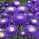 Aster 'Blue and White' Seeds
