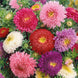 Aster 'Powderpuff Mix' Seeds