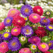 Aster 'Rubens Mix' Seeds
