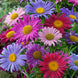 Aster 'Single Mix' Seeds