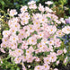 Gypsophila 'Pink' Seeds