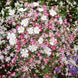 Gypsophila 'Mixed' Seeds