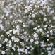 Gypsophila 'White Beauty' Seeds