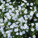 Gypsophila 'White' Seeds