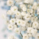 Gypsophila 'Snowflake' Seeds