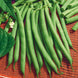 French Bean 'Harvester' Seeds