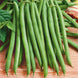 French Bean 'Provider' Seeds