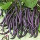 French Bean 'Royal Purple' Seeds