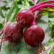 Beetroot 'Early Wonder' Seeds