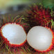 School Boy Rambutan Plant