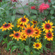 Rudbeckia 'Autumn Forest' Seeds