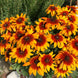 Rudbeckia 'Cappuccino' Seeds