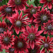 Rudbeckia 'Cherry Brandy' Seeds