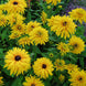 Rudbeckia 'Golden Gloriosa' Seeds
