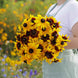 Rudbeckia 'Gloriosa Daisy Mix' Seeds