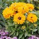 Rudbeckia 'Goldilocks' Seeds