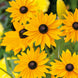 Rudbeckia 'Marmalade' Seeds