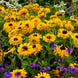 Rudbeckia 'Maya' Seeds