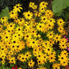 Rudbeckia 'Goldstrum' Seeds