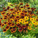 Rudbeckia 'Rustic Mix' Seeds