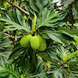 Breadfruit Plant