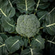 Broccoli 'Calabrese' Seeds