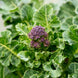 Broccoli 'Purple Sprouting' Seeds