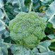 Broccoli 'Waltham 29' Seeds