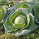Cabbage 'All Seasons' Seeds