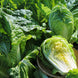 Cabbage 'Michihili' Seeds