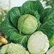 Cabbage 'Golden Acre' Seeds