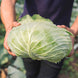 Cabbage 'Late Flat' Seeds
