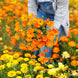 Calendula 'Improved Orange' Seeds