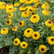 Calendula 'Bull's Eye' Seeds