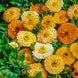 Calendula 'Fiesta Gitana' Seeds