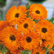 Calendula 'Geisha Girl' Seeds