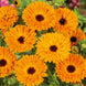 Calendula 'Indian Prince' Seeds