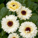 Calendula 'Ivory Princess' Seeds