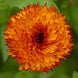 Calendula 'Neon' Seeds
