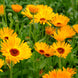 Calendula 'Nova' Seeds