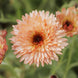 Calendula 'Orange Flash' Seeds