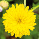 Calendula 'Pacific Yellow' Seeds