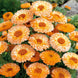 Calendula 'Pink Surprise' Seeds