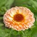 Calendula 'Sunset Buff' Seeds