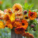 Calendula 'Sunset Mix' Seeds