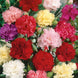 Carnation 'Chabaud Mix' Seeds