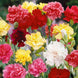 Carnation 'Double Mix' Seeds