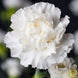 Carnation 'Jeanne Dionis' Seeds